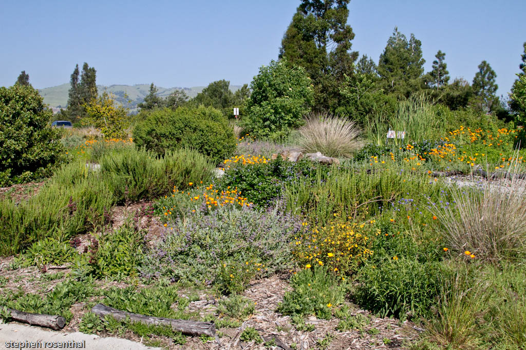 Lake Cunningham Native Garden